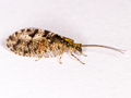 Wesmaelius nervosus